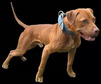 evolutionkennels's Avatar evolutionkennels's Avatar