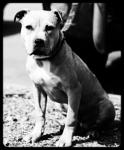 Pit Bull Committed's Avatar Pit Bull Committed's Avatar