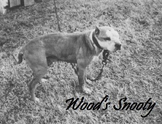 snooty apbt