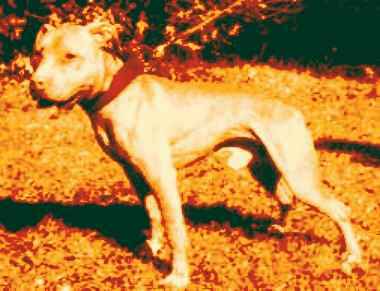 Photo of the dog