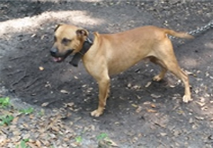 Photo of the dog