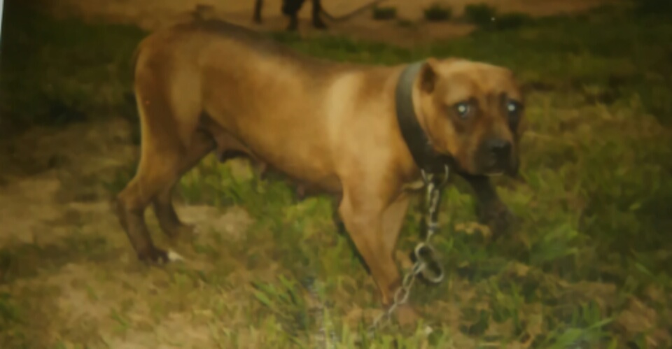 Photo of the dog