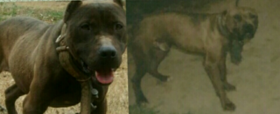 Photo of the dog