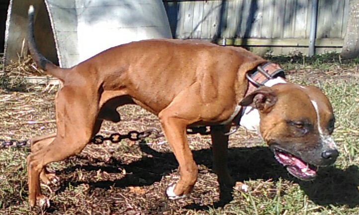 apbt online database