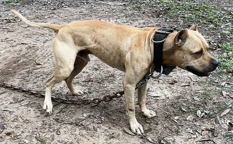 The Pit Bull Bible APBT Database